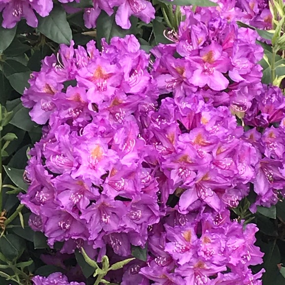 Meet your Posher, Kim - Picture 3 of 5